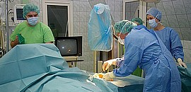 Disznólábat varrnak az Orvosin