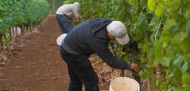 Új profilokat kap a szőlészeti kutató