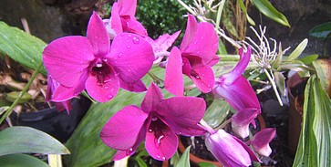 PTE: harmincféle orchidea virágzik