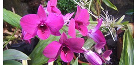 PTE: harmincféle orchidea virágzik PTE: harmincféle orchidea virágzik