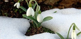 Nyílik a hóvirág a Mecsekben Nyílik a hóvirág a Mecsekben