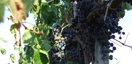 Vinfood: Villány eljön Kertvárosba Vinfood: Villány eljön Kertvárosba