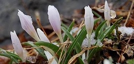 Kikericstúra: irány a Szársomlyó!