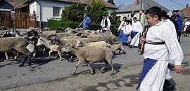 Túrkeve: Szent György-napi állathajtás