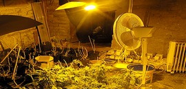 Garázsban termesztették a kábszert Garázsban termesztették a kábszert