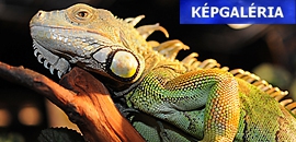 Egzotikus kisállatok az ANK-ban Egzotikus kisállatok az ANK-ban