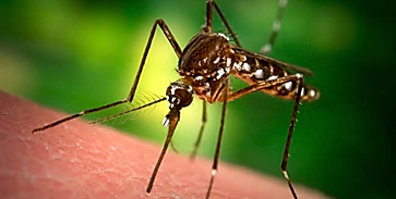 Szerdán kezdődik a szúnyogirtás
