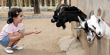 Százmilliókkal kerülhet többe a zoo költöztetése, elszámolták magukat a szocik Százmilliókkal kerülhet többe a zoo költöztetése, elszámolták magukat a szocik