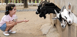 Százmilliókkal kerülhet többe a zoo költöztetése, elszámolták magukat a szocik