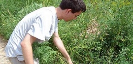 Parlagfű: keresik a kommandót Parlagfű: keresik a kommandót