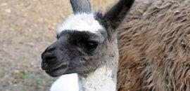 Lámafiú született az Állatkertben