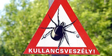 Munkában a kullancsok Munkában a kullancsok