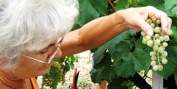 Az idő betett a prémiumboroknak Az idő betett a prémiumboroknak