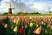 Tulipánhagyma-vendégség Wintermanssal Tulipánhagyma-vendégség Wintermanssal