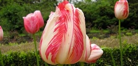 33 ezer tulipánnal gazdagodott Pécs 33 ezer tulipánnal gazdagodott Pécs
