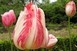 33 ezer tulipánnal gazdagodott Pécs 33 ezer tulipánnal gazdagodott Pécs