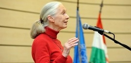 Óriási sikere volt Jane Goodallnak Óriási sikere volt Jane Goodallnak
