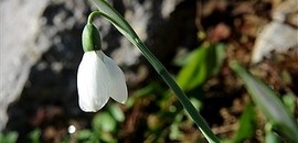 A Mecsekbe beszökött a tavasz A Mecsekbe beszökött a tavasz