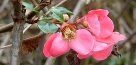 Virágot bontott egy gránátalmacserje Komlón