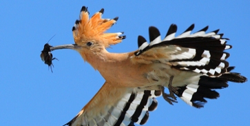 A papa és Attenborough nyomában A papa és Attenborough nyomában