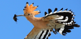 A papa és Attenborough nyomában A papa és Attenborough nyomában