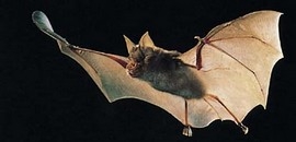 Helyi izgalmak: a Mecsek barlangjai