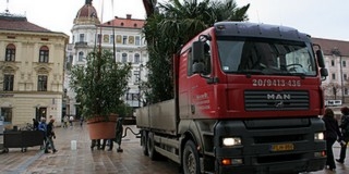 Péntektől újra pálmák és leanderek lepik el Pécs belvárosát Péntektől újra pálmák és leanderek lepik el Pécs belvárosát