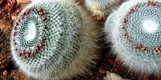 Már csak pár napig virágoznak a kaktuszok a PTE botanikus kertjében