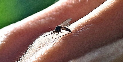 Kevés volt a pocsolya, azért nincsenek még szúnyogok Pécsett Kevés volt a pocsolya, azért nincsenek még szúnyogok Pécsett