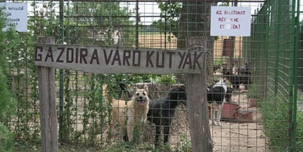 Nyáron egyre több állatot tesznek ki - Gyódon lesz egy kutyapanzió