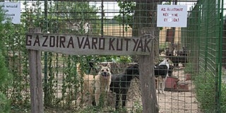 Nyáron egyre több állatot tesznek ki - Gyódon lesz egy kutyapanzió