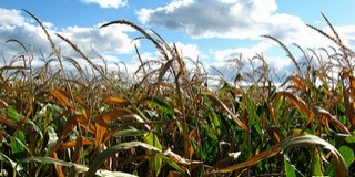 GMO-botrány: a forgalmazót büntetnék GMO-botrány: a forgalmazót büntetnék