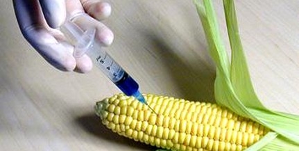 GMO-balhé: megtérítik a gazdák kárát GMO-balhé: megtérítik a gazdák kárát