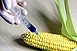 GMO-balhé: megtérítik a gazdák kárát GMO-balhé: megtérítik a gazdák kárát