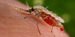 A tisztifőorvos szerint idén már nem lesz szúnyoginvázió A tisztifőorvos szerint idén már nem lesz szúnyoginvázió