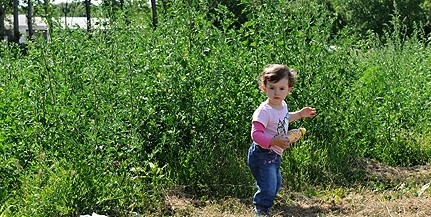 Parlagfű-bomba: a pécsieknek a jövő hét enyhülést hozhat Parlagfű-bomba: a pécsieknek a jövő hét enyhülést hozhat
