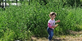 Parlagfű-bomba: a pécsieknek a jövő hét enyhülést hozhat Parlagfű-bomba: a pécsieknek a jövő hét enyhülést hozhat