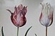 TuliPécs: vasárnap háromkor, de olvassák el Simont eredetiben! TuliPécs: vasárnap háromkor, de olvassák el Simont eredetiben!