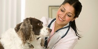Állatorvosi ügyelet a hétvégén Pécsett és Baranyában