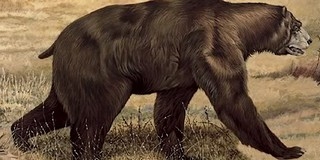 Az ősmedve számít minden idők harapási erőbajnokának Az ősmedve számít minden idők harapási erőbajnokának