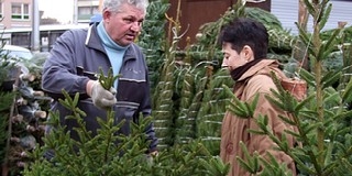 Szinte mindenütt ugyanannyiért adják Pécsett a fenyőt
