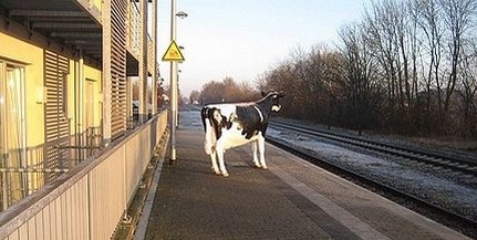 Díszmarha miatt riasztották Steinfurtban a rendőrséget Díszmarha miatt riasztották Steinfurtban a rendőrséget