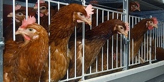 Nem vicc: csirkében kapják a fizetésüket a tanárok Nem vicc: csirkében kapják a fizetésüket a tanárok