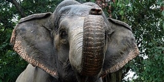 Rákapott a kőhajigálásra egy elefánt Kínában Rákapott a kőhajigálásra egy elefánt Kínában