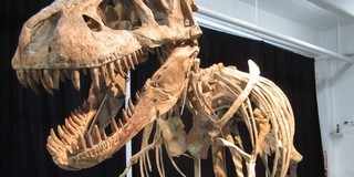 A Tyrannosaurus rex patagóniai rokonát fedezték fel Argentínában