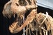 A Tyrannosaurus rex patagóniai rokonát fedezték fel Argentínában A Tyrannosaurus rex patagóniai rokonát fedezték fel Argentínában