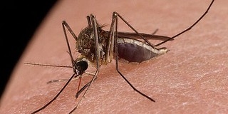Csütörtökön kezdi a szúnyogirtást a BIOKOM, Orfűn a békákra bízzák a melót Csütörtökön kezdi a szúnyogirtást a BIOKOM, Orfűn a békákra bízzák a melót