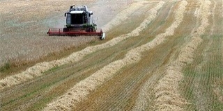 Baranyában megkezdődött az aratás: átlagos az ősziárpa-termés Baranyában megkezdődött az aratás: átlagos az ősziárpa-termés