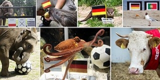 Tiltakoznak a német állatvédők, szerintük 