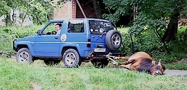 Kiakadtak a pécsi állatkert igazgatón Kiakadtak a pécsi állatkert igazgatón